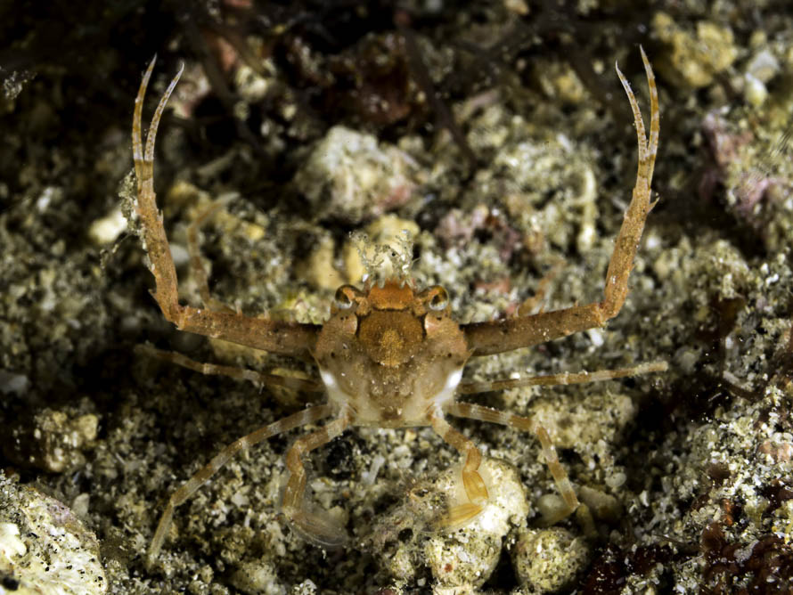 Lupocyclus philippinensis